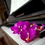 Arts And Music - Luxury 公寓 安科纳